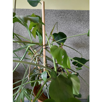 Paliki słupki do pomidorów i kwiatów fi 18 × 78 cm – opakowanie 50 sztuk