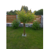 Wierzba pleciona - drzewko wiklinowe wys. 200 cm