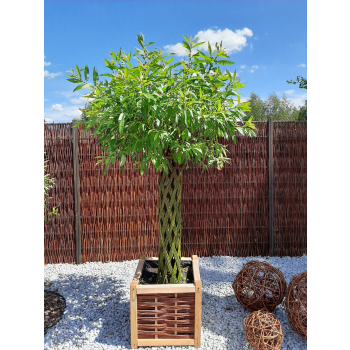 Wierzba pleciona - drzewko wiklinowe wys. 200 cm