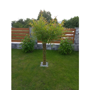 Wierzba pleciona - drzewko wiklinowe wys. 200 cm